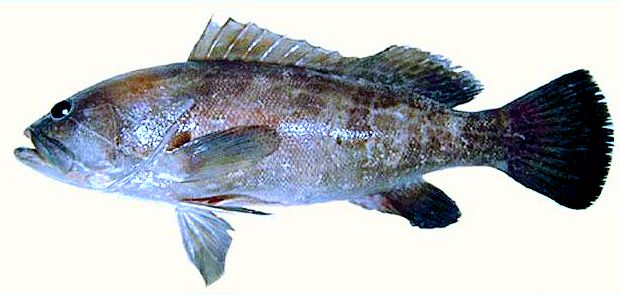 Epinephelus aeneus_003